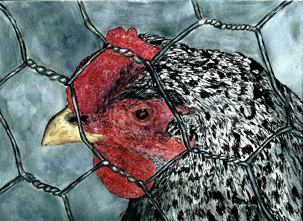 Chicken Wire