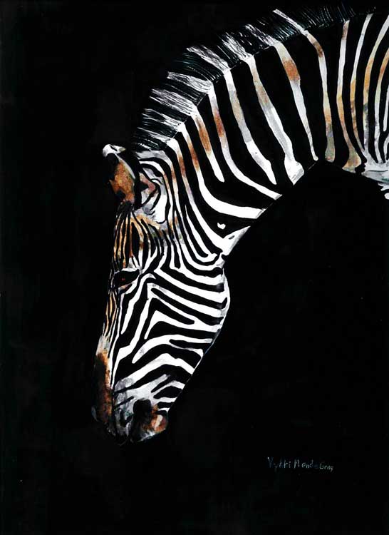 Zebra